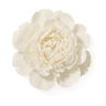 White Peony fragrance note