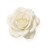 White Rose fragrance note