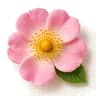 Wild Rose fragrance note