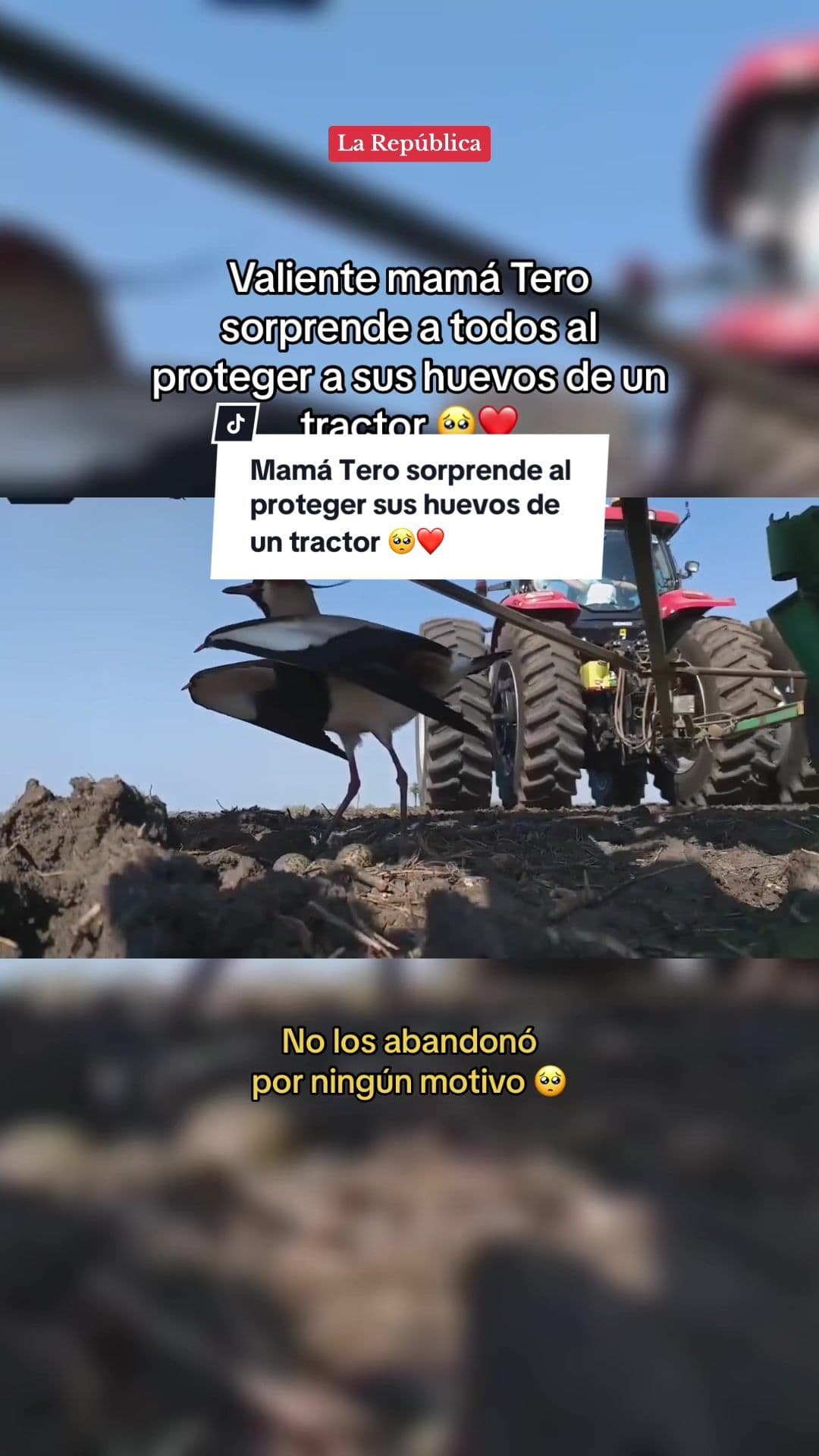 El Tero, conocido también como tero-tero, queltehue, leque, entre otros, es un ave de Sudamérica. Se puede encontrar en Argentina, Chile, Uruguay, Brasil, Paraguay, Bolivia, Perú, Ecuador, Colombia, Venezuela y Costa Rica. || #Tero #TeroTero #Queltehue #Ave #Mom #Mum #Madre #Amor #AmorDeMadre #Naturaleza #Impresionante #Sorprendente #Emocionante #Lindo #EntreteNews #LaRepublica 